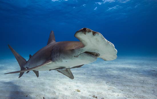 Hammerhead shark in the Bahamas