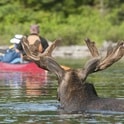 moose with canoes