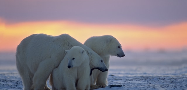 Churchill's polar bears